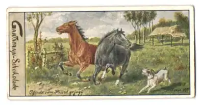 Sammelbild Gartmann Schokolade, Serie: 410, Bild 3, Pferdebilder, Pferde vom Hund gejagt