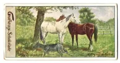 Sammelbild Gartmann Schokolade, Serie: 410, Bild 2, Pferdebilder, Mittag auf der Koppel