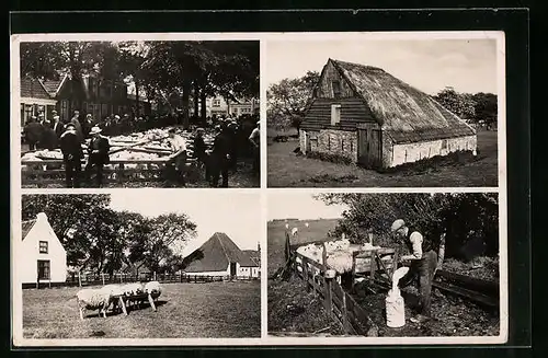 AK Texel, Het schapeneiland, La insulo de la safoj