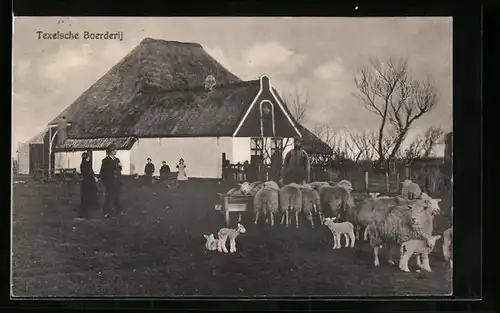 AK Texel, Texelsche Boerderij