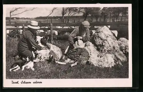 AK Texel, Schapen scheren