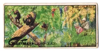 Sammelbild Gartmann Schokolade, Serie: 579, Bild 5, Jagdabenteuer, im Urwald