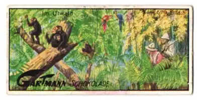 Sammelbild Gartmann Schokolade, Serie: 579, Bild 5, Jagdabenteuer, im Urwald