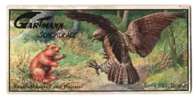 Sammelbild Gartmann Schokolade, Serie: 583, Bild 2, Raubtiere und Vögel, Rauhfussbussard und Hamster