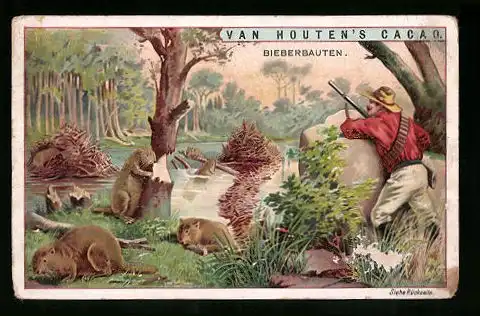 Sammelbild Van Houten`s Cacao, Bieberbauten