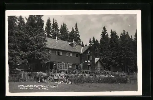 AK Unterberg Schutzhaus, Berghütte D. u. Ö. A. V. Sekt. Ö. T. K. Wien mit Kuh