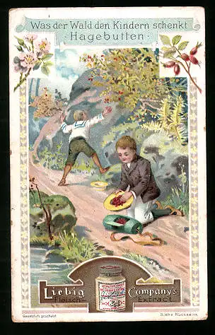 Sammelbild Liebig, Was der Wald den Kindern schenkt, Hagebutten