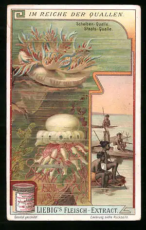 Sammelbild Liebig, Im Reiche der Quallen, Scheiben- und Staats-Qualle