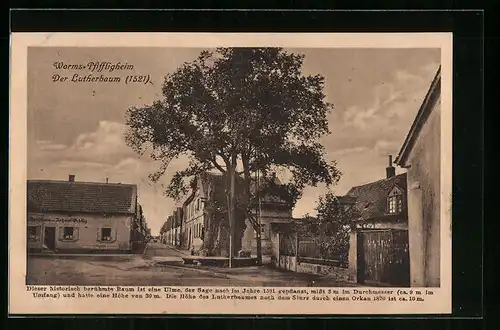 AK Worms-Pfiffligheim, Der Lutherbaum