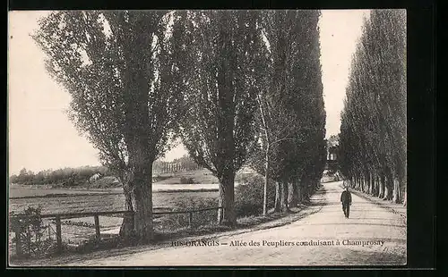 AK Ris-Orangis, Allée des Peupliers conduisant à Champrosay