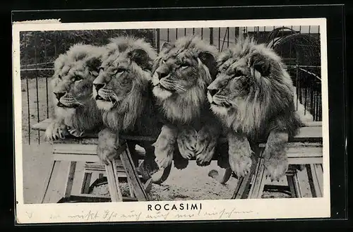 AK Löwen des Zirkus Rocasimi