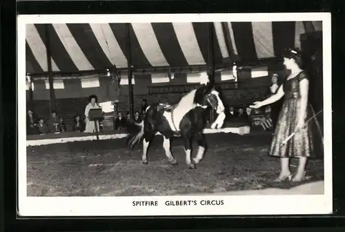 AK Spitfire Gilbert`s Circus, Pferde-Dressur im Zirkus