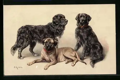 Künstler-AK Carl Reichert: Drei ausgewachsene Labradore mit zotteligem Fell