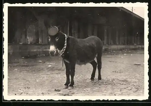 Fotografie Esel mit Mütze & Halstuch