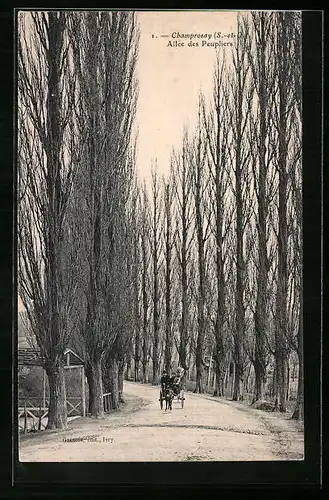 AK Champrosay, Allée des Peupliers
