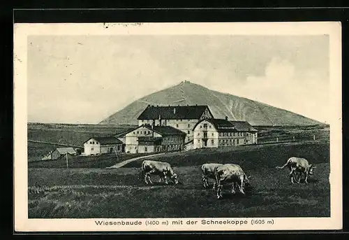 AK Wiesenbaude, weidende Kühe und Schneekoppe im Hintergrund