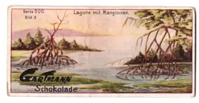 Sammelbild Gartmann Schokolade Serie 506 Bild 3, Lagune mit Mangroven