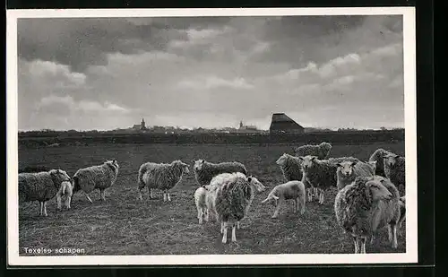 AK Texel, Schafe auf der Weide