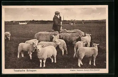 AK Texel, Schäfer mit seiner kleinen Herde auf der Weide