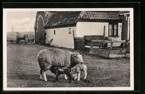 AK Texel, Insulo Tekselo, Ce Patrino
