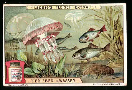 Sammelbild Liebig, Tierleben im Wasser, Quallen und Fische