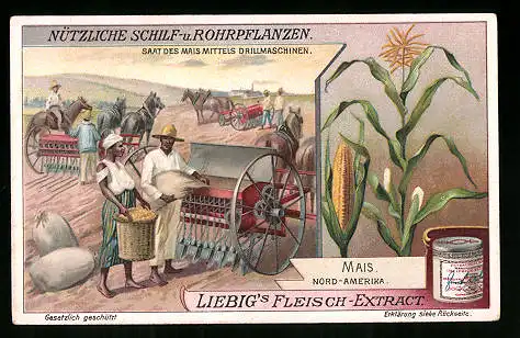 Sammelbild Liebig, Nützliche Schilf- und Rohrpflanzen, Nord-Amerika, Maispflanzen, Saat des Maismittels Drillmaschinen
