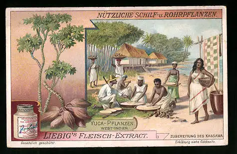Sammelbild Liebig, Nützliche Schilf- und Rohrpflanzen, West-Indien, Yuca Pflanzen, Zubereitung des Kassawa