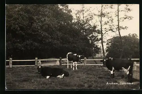 AK Arnhem, Sonsbeek, Kühe auf der Weide