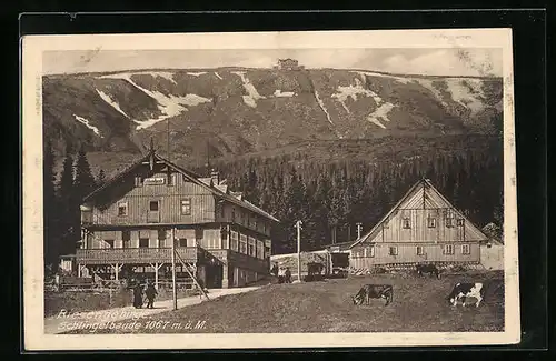 AK Schlingelbaude mit weidenden Kühen