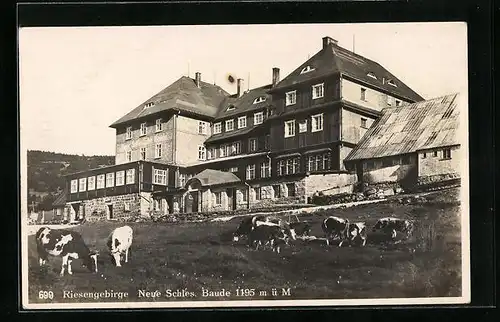 AK Neue Schlesische Baude, Berghütte mit weidenden Kühen, Riesengebirge