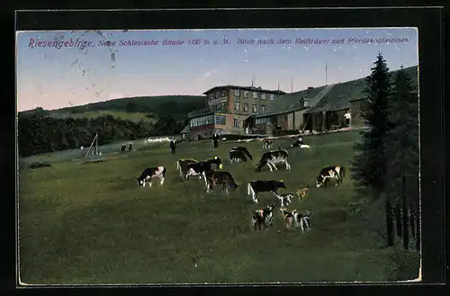 AK Neue Schlesische Baude, Berghütte & weidende Kühe mit Blick nach dem Reifträger und Pferdekopfsteineen, Riesengebirge
