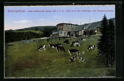 AK Neue Schlesische Baude, Berghütte & weidende Kühe mit Blick nach dem Reifträger und Pferdekopfsteinen, Riesengebirge