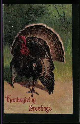 AK Truthahn steht am Waldrand, Thanksgiving