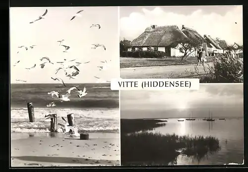 AK Vitte /Hiddensee, Reetgedeckte Häuser, Strand