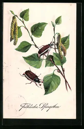 AK Maikäfer sitzen auf Birkenzweig