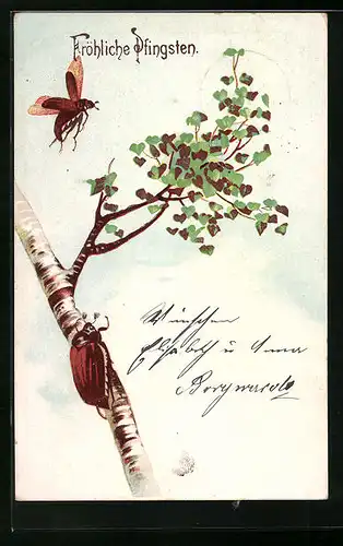 AK Maikäfer an einer Birke