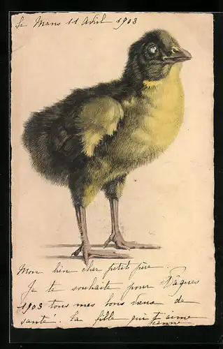 AK Osterküken im Halbschatten