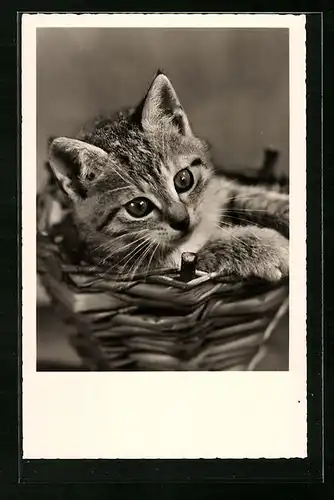 AK Junge Katze im Korb