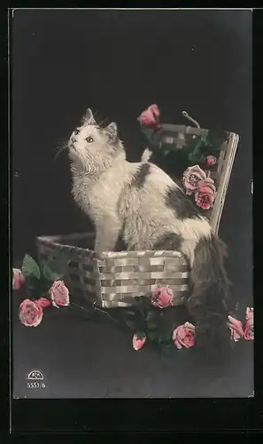 AK Katze im Korb mit Rosen
