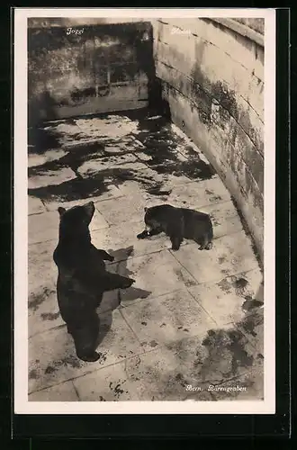 AK Bern, Braunbären im Bärengraben