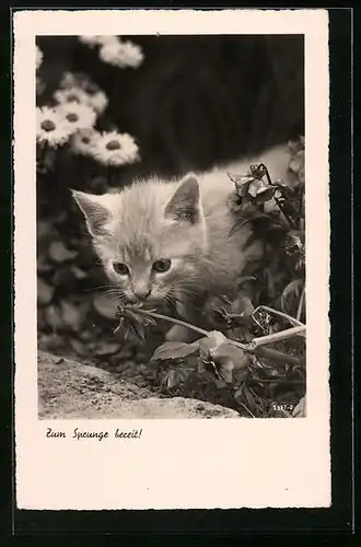 AK Kleine Katze schnuppert an Blume