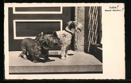 AK Langhaar-Dackel und Terrier