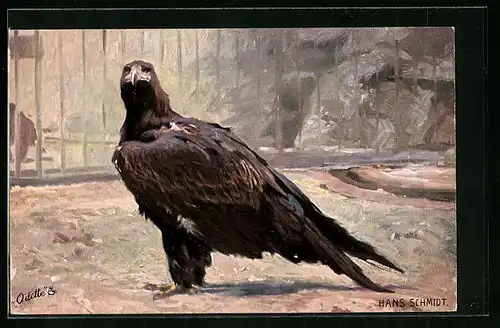 Künstler-AK Adler im Gehege