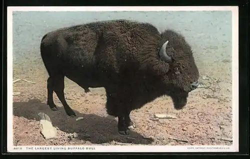 AK The largest living Buffalo Bull
