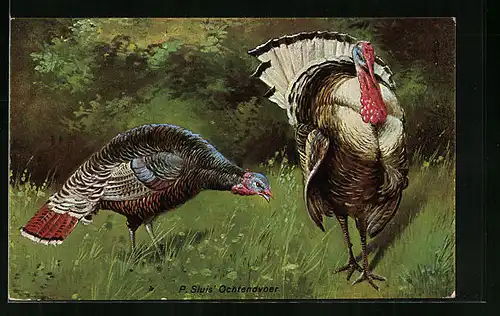 AK Truthähne am Waldrand