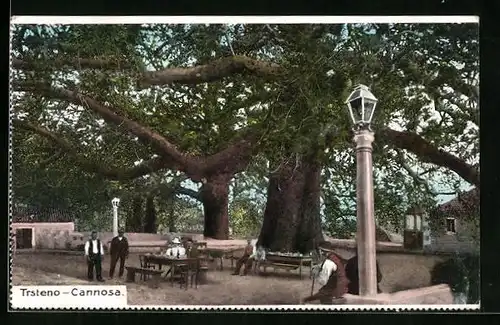 AK Trsteno-Cannosa, Terrasse mit grossen Bäumen
