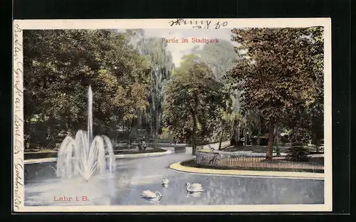 AK Lahr, Schwäne im Stadtpark