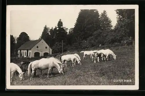 Foto-AK Piber, Gestüt Piber mit weissen Pferden