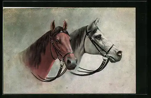 AK Zwei Pferde mit Zaumzeug