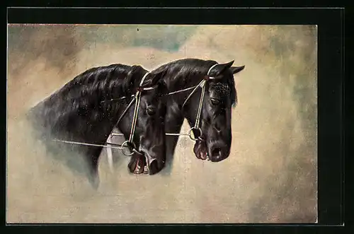 AK Schwarze Pferde mit Zaumzeug